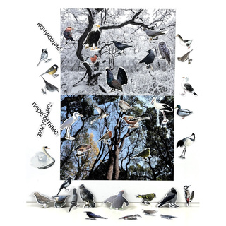 Магнитный плакат Птицы с набором карточек (мобильный)