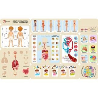 Дидактическая панель "Тело человека"