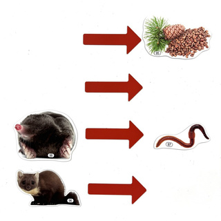 Набор магнитных карточек Связь в природе на примере леса (к плакату Лес, тема 9)