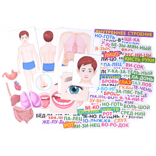 Магнитное развивающее пособие: "Тело человека: первые вопросы - первые ответы"