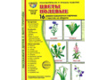 Демонстрационные картинки СУПЕР в папке. Цветы полевые (16 шт.)